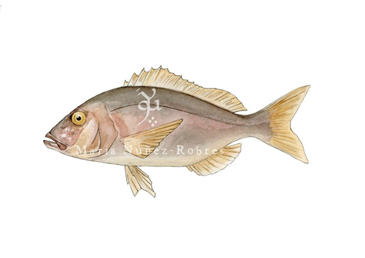 Dentón