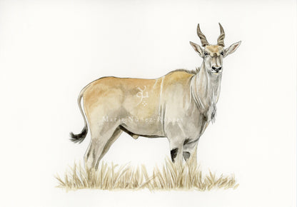Eland