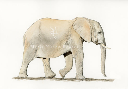 Elefante