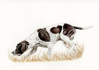 English pointer
