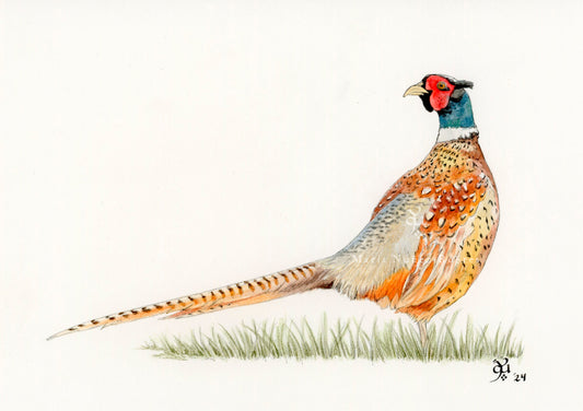 Faisán