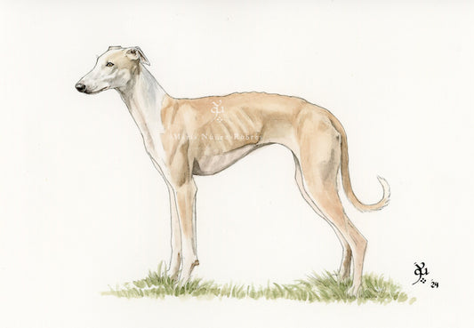 Galgo