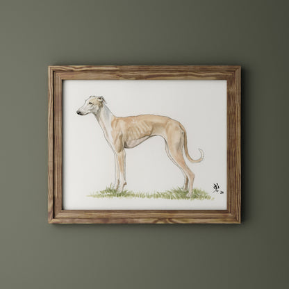 Galgo