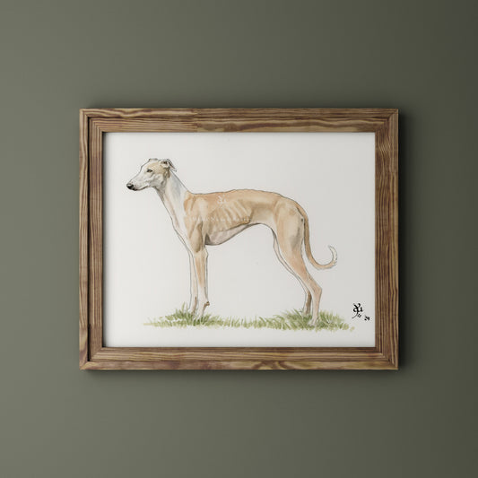 Galgo