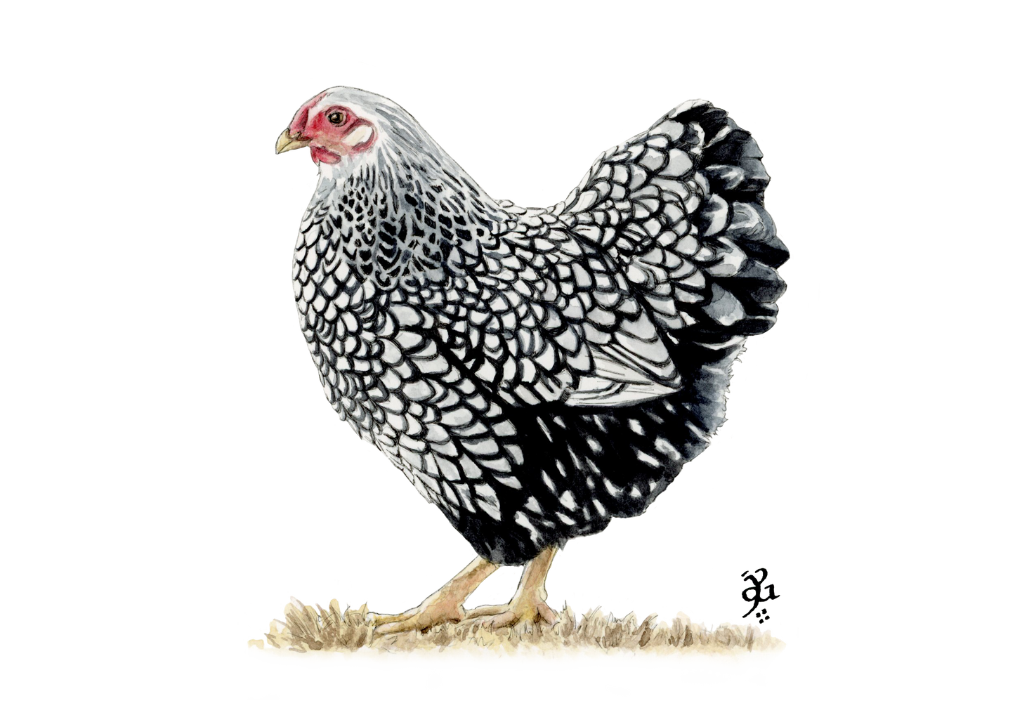 Gallina Wyandotte