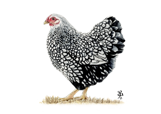 Gallina Wyandotte