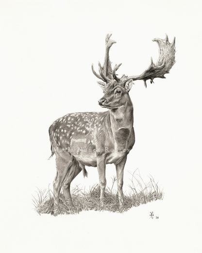 "Gamo" Edición Limitada