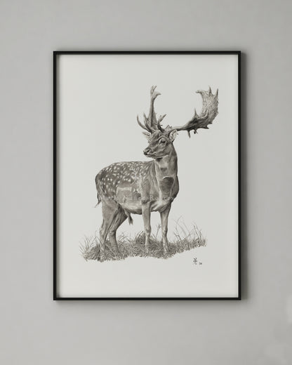 "Gamo" Edición Limitada