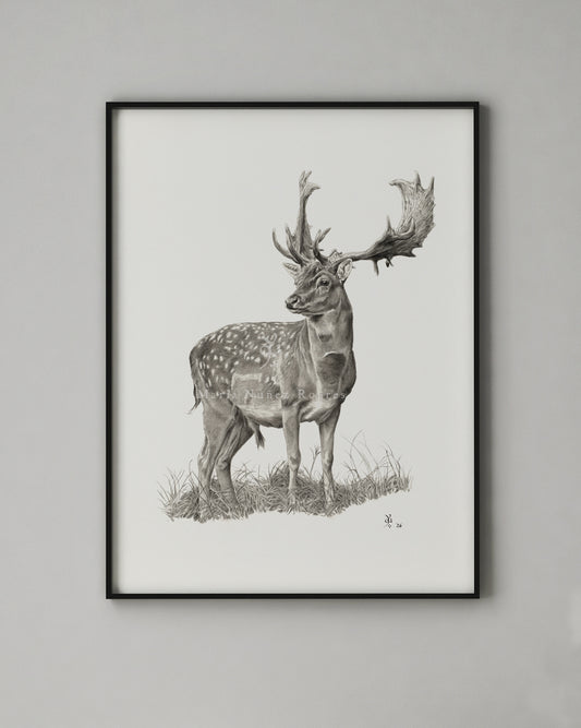 "Gamo" Edición Limitada