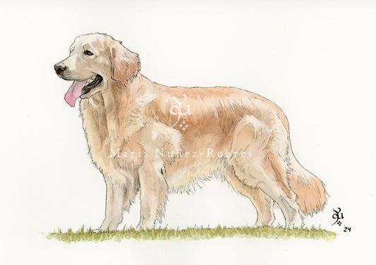 Golden retriever