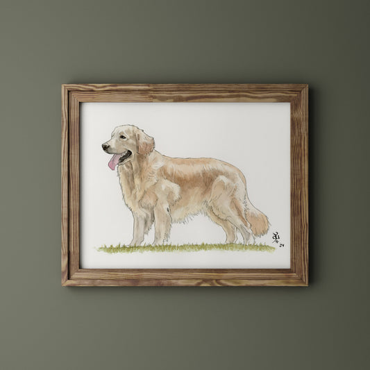 Golden retriever