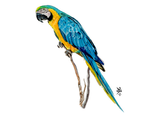 Guacamayo