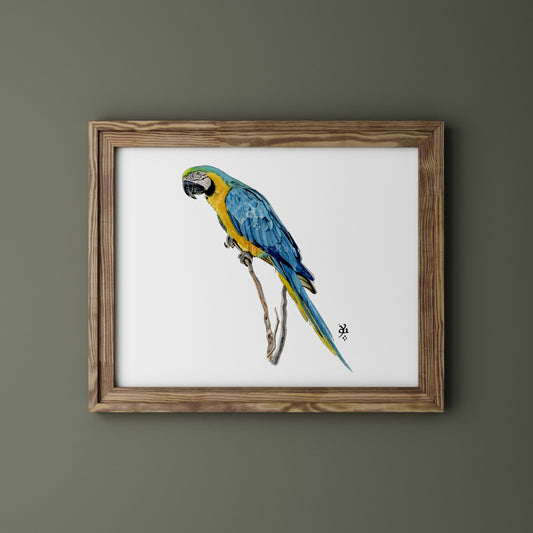 Guacamayo