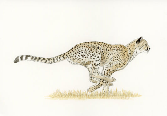 Guepardo