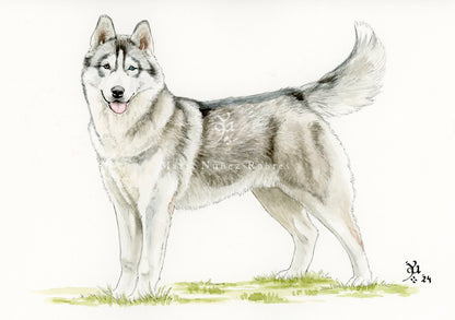 Husky