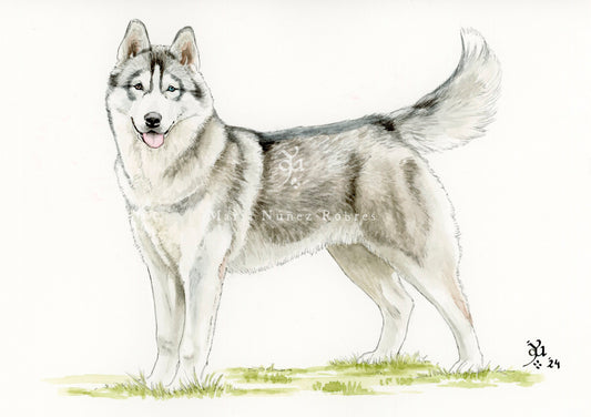 Husky