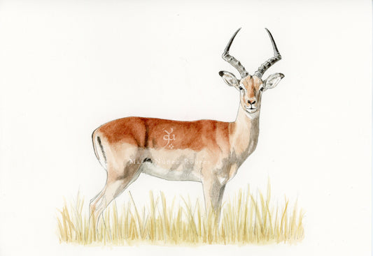 Impala