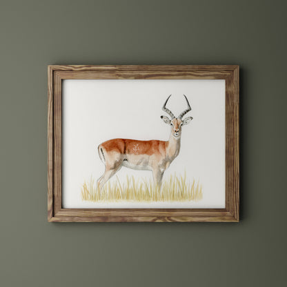 Impala