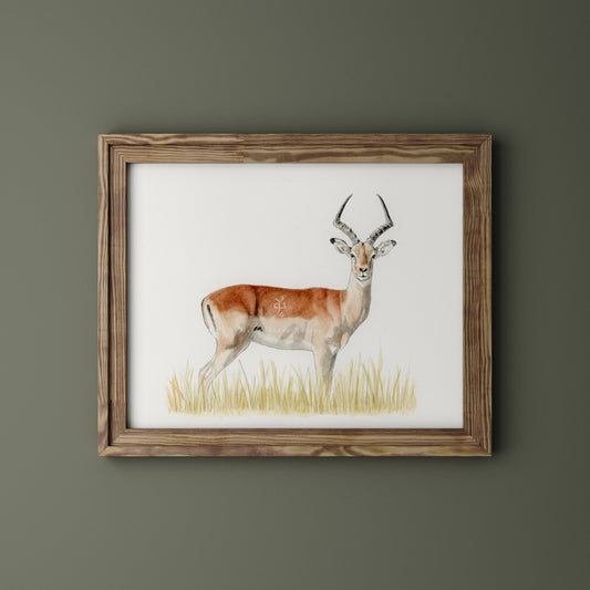 Impala