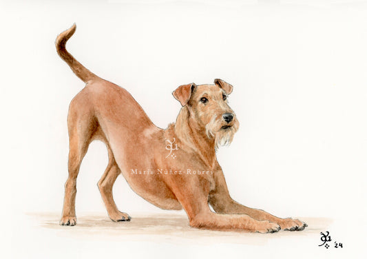 Irish terrier
