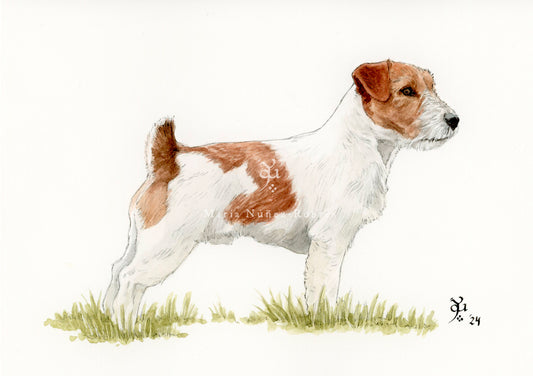 Jack russell