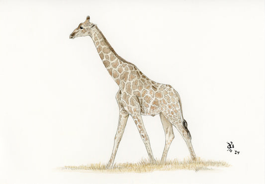 Jirafa