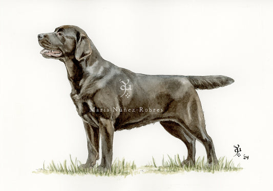 Labrador