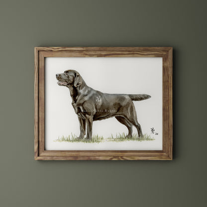 Labrador