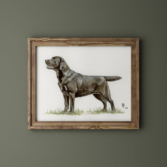 Labrador