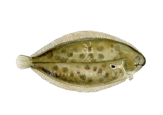 Lenguado