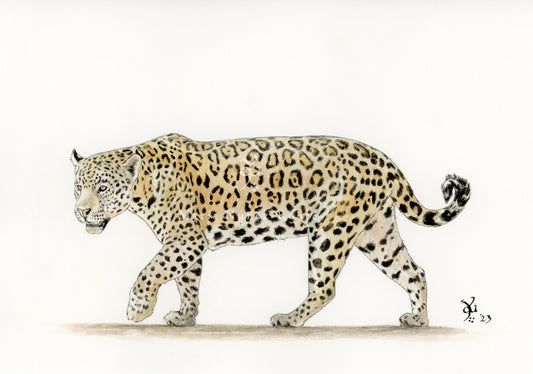 Leopardo