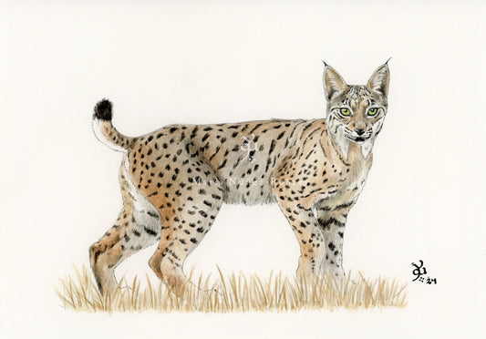 Lince