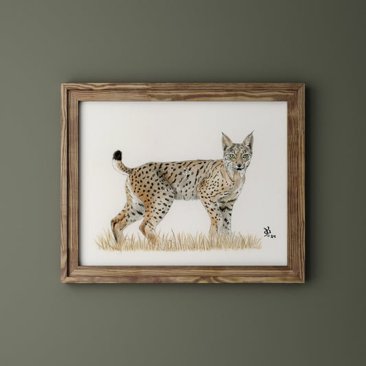 Lince