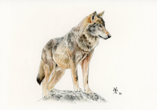 Lobo
