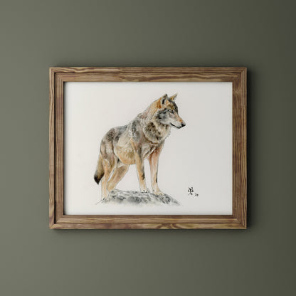 Lobo