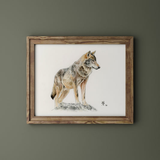 Lobo