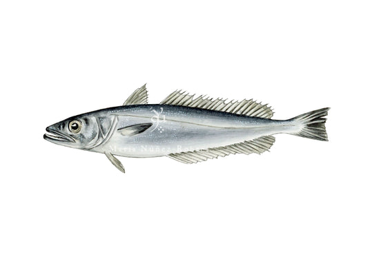 Merluza