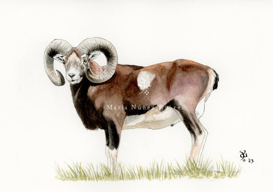 Muflón