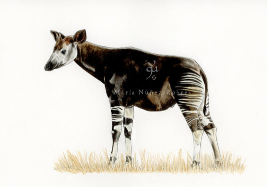 Okapi