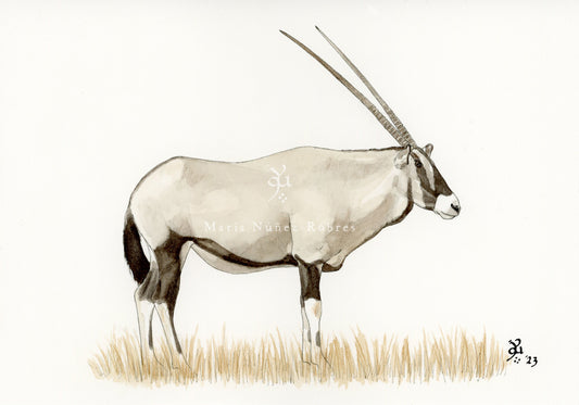 Oryx