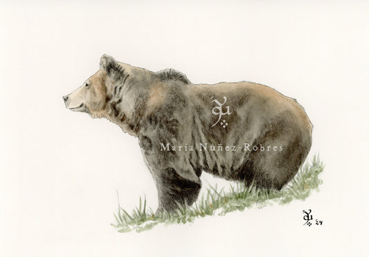 Oso