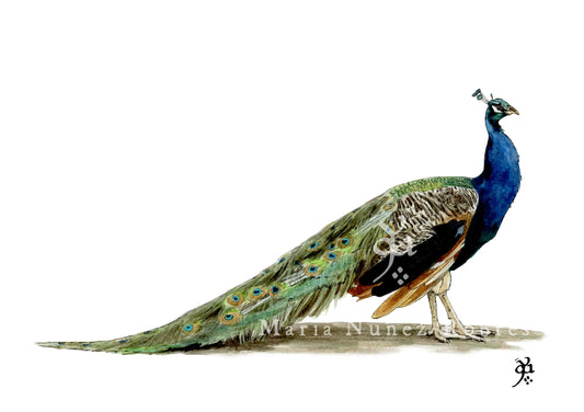 Pavo real