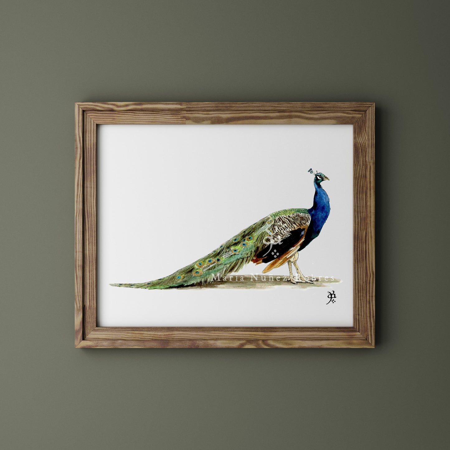 Pavo real