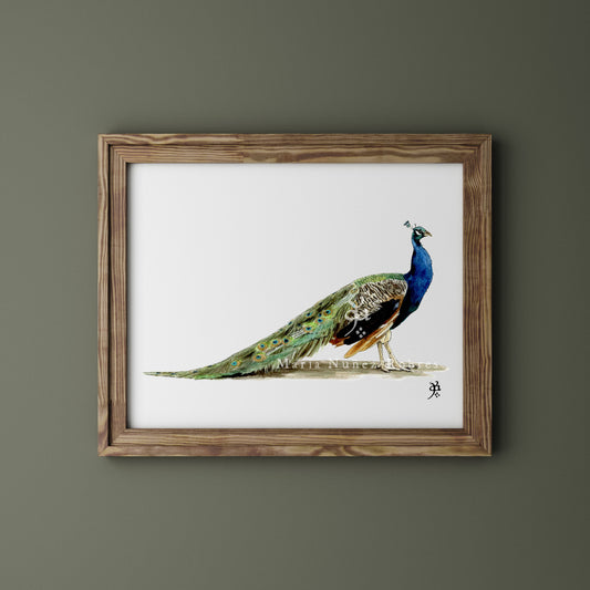 Pavo real