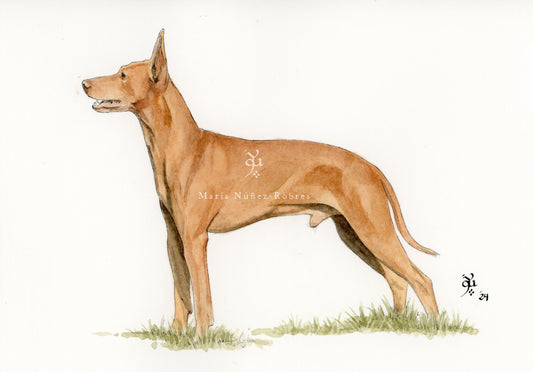 Podenco