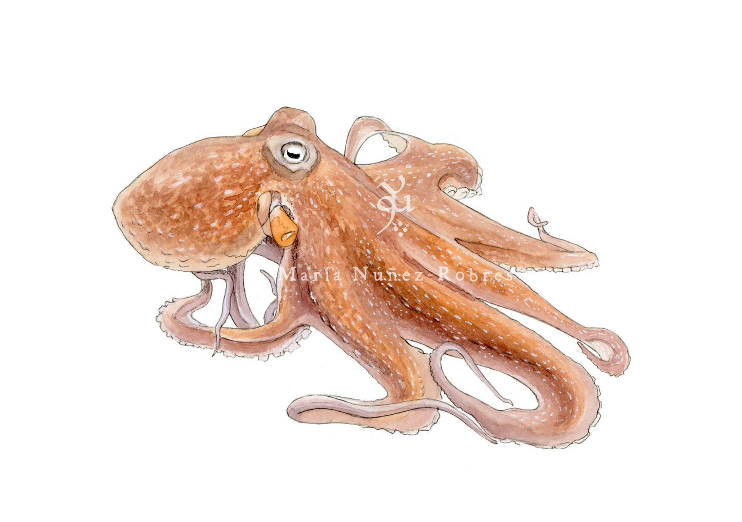 Pulpo