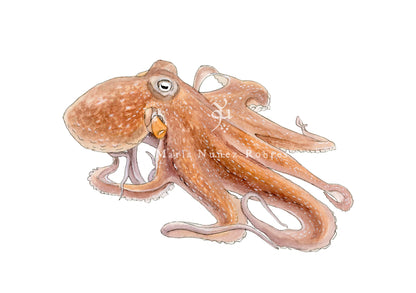 Pulpo