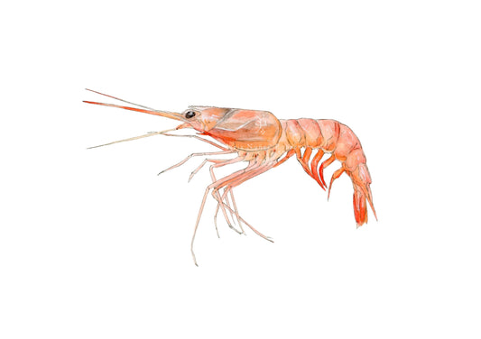 Quisquilla