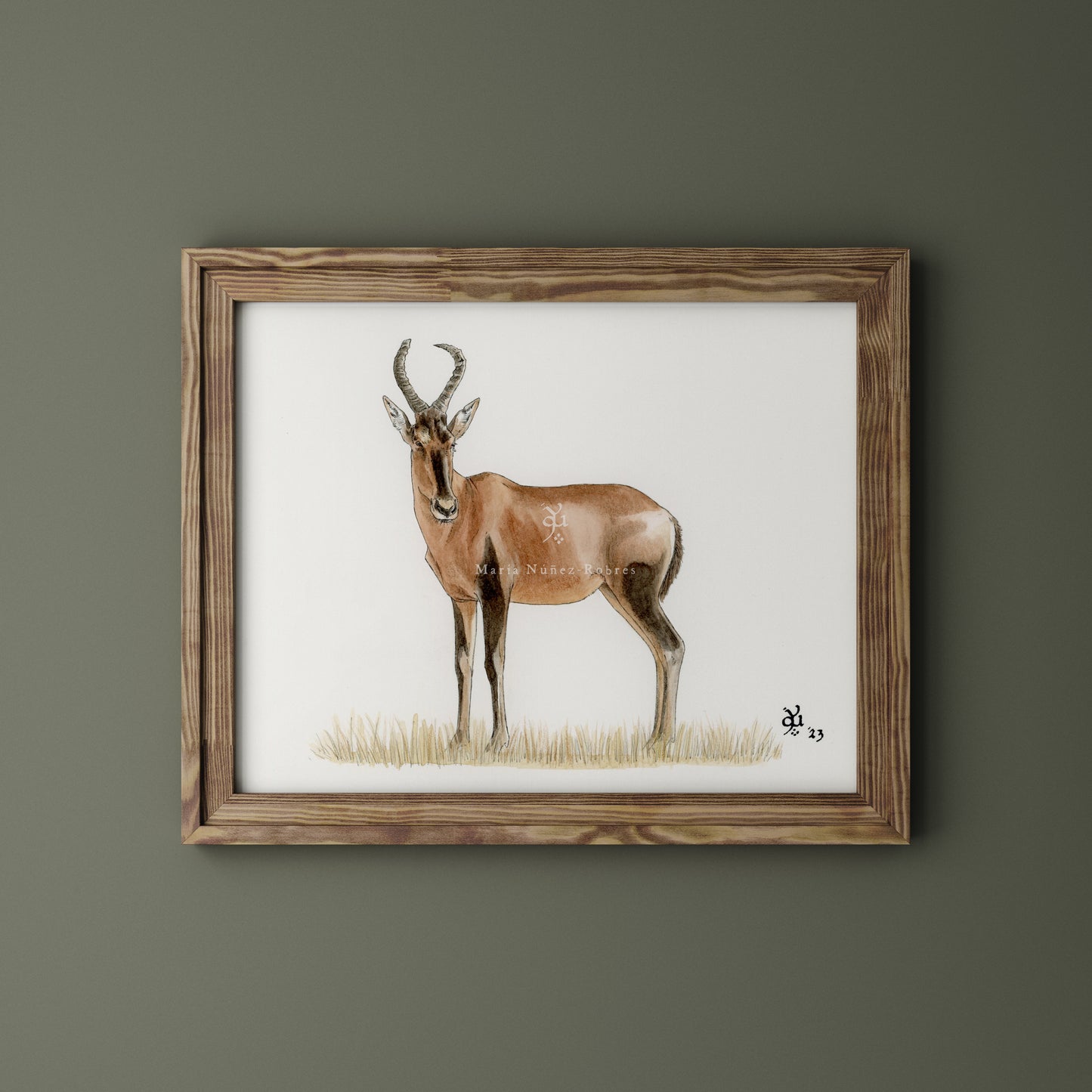 Red Hartebeest