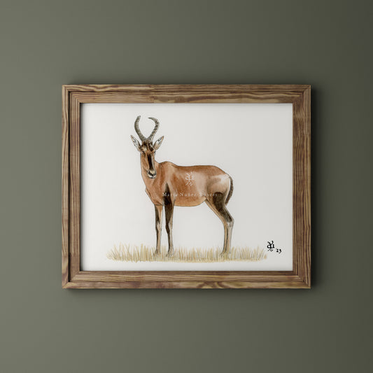 Red Hartebeest
